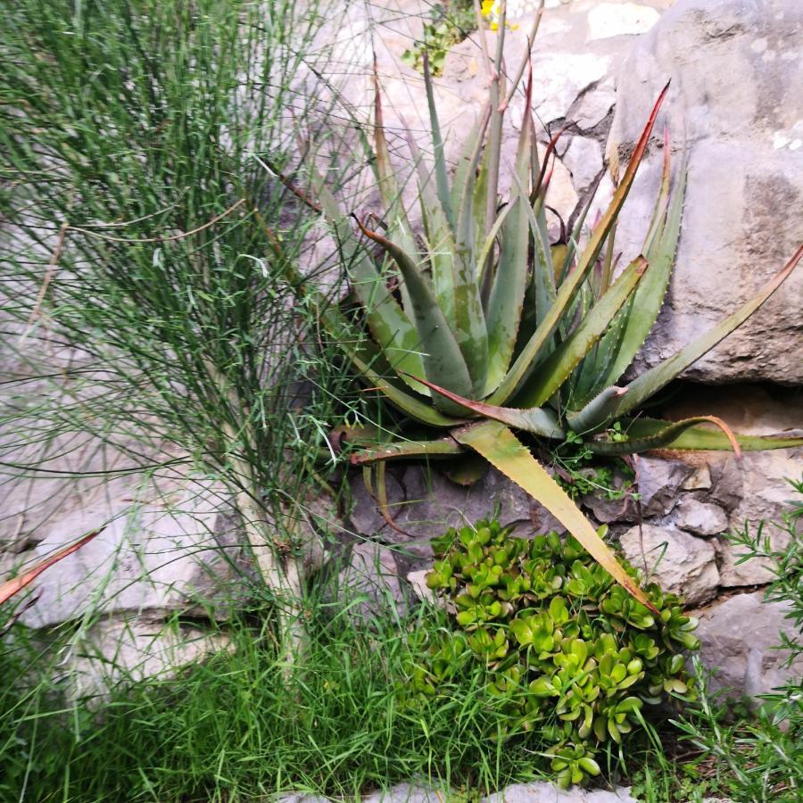 Cynara Holiday House Massa Lubrense Buitenkant foto